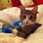 Make your own pet toy.