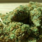 Investments to Make in Cannibas